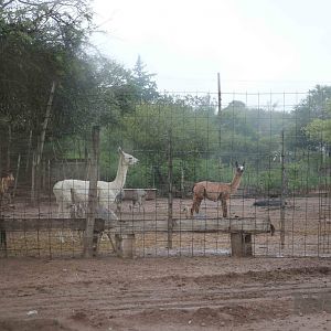 Llama, sheep and rheas - Tatu Carreta, April 2016.