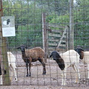 Somali sheep - Tatu Carreta, April 2016.