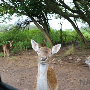 Deer + chicken - Tatu Carreta, April 2016.