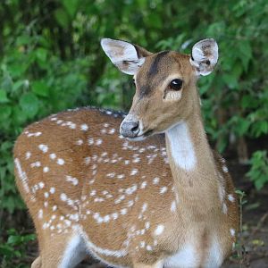 Axis deer - Tatu Carreta, April 2016.