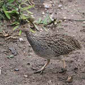 Wild brushland tinamou - Tatu Carreta, April 2016.
