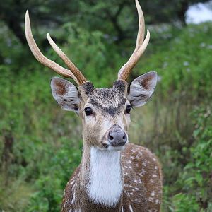 Axis deer - Tatu Carreta, April 2016.