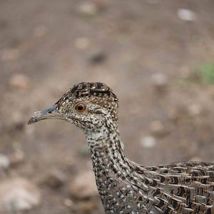 Wild brushland tinamou - Tatu Carreta, April 2016.