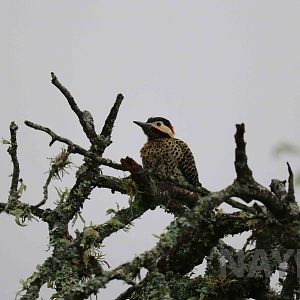 Wild golden-breasted woodpecker - Tatu Carreta, April 2016.