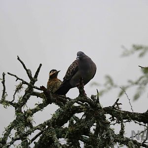 Wild spot-winged pigeon and golden-breasted woodpecker - Tatu Carreta, Apri