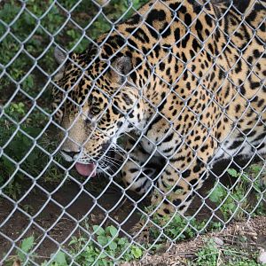 Old, obese male jaguar - Tatu Carreta, April 2016.