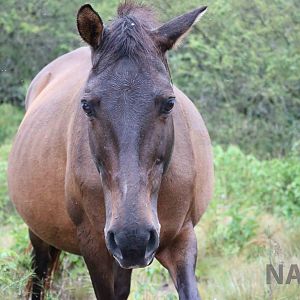 Horse - Tatu Carreta, April 2016.