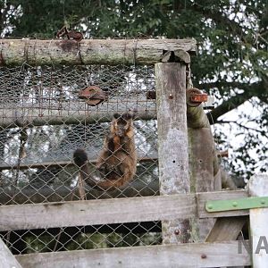 Capuchin - Tatu Carreta, April 2016.
