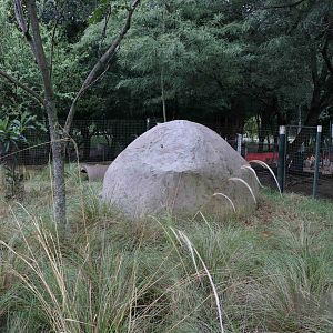 Agouti enclosure - Tatu Carreta, April 2016.