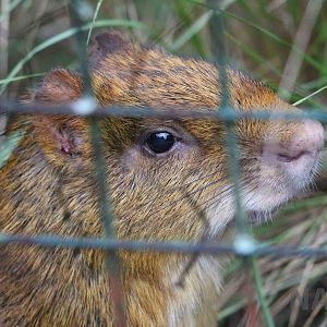 Orange Azara's agouti - Tatu Carreta, April 2016.