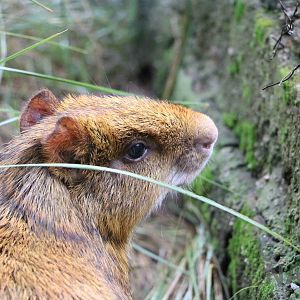 Orange Azara's agouti - Tatu Carreta, April 2016.