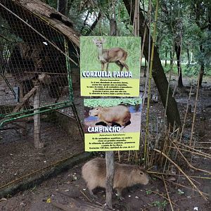 What am I? - Tatu Carreta, April 2016.