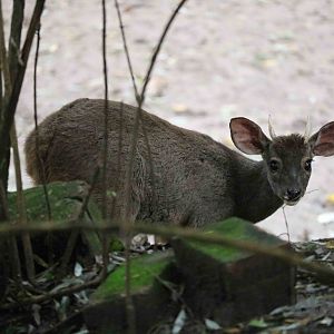 Brown brocket deer - Tatu Carreta, April 2016.