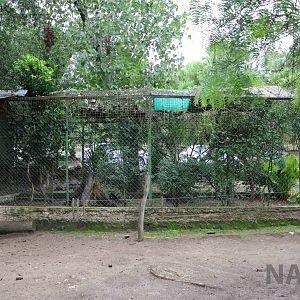 Toco toucan aviary - Tatu Carreta, April 2016.