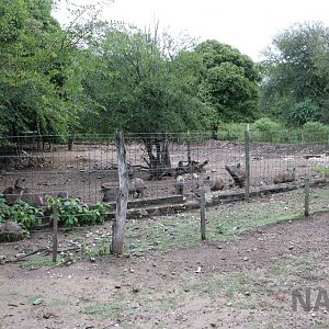 Peccary enclosure - Tatu Carreta, April 2016.