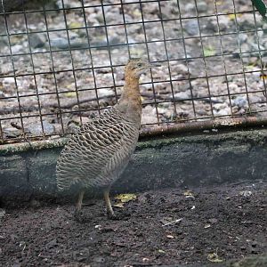Red-winged tinamou - Tatu Carreta, April 2016.