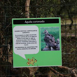 Crowned eagle sign - Tatu Carreta, April 2016.