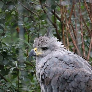 Crowned eagle - Tatu Carreta, April 2016.