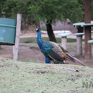 Peacock - Tatu Carreta, April 2016.