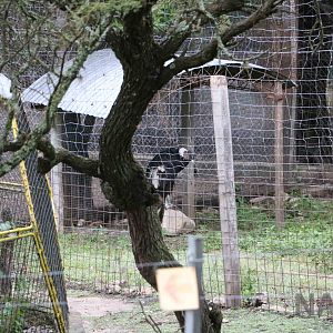Andean condor - Tatu Carreta, April 2016.