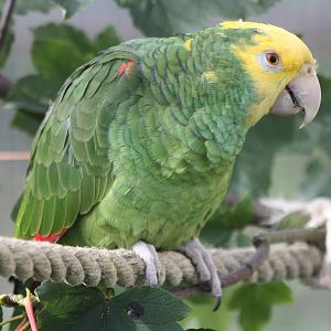 Myfanwy, Double Yellow-headed Amazon, 4th September 2016