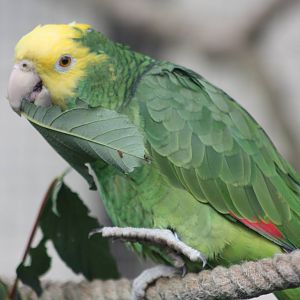 Myfanwy, Double Yellow-headed Amazon, 4th September 2016