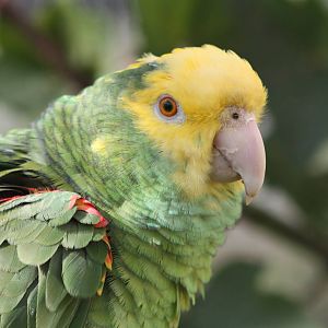 Myfanwy, Double Yellow-headed Amazon, 4th September 2016