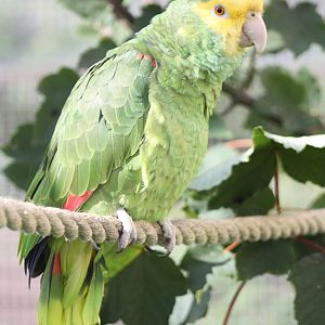 Myfanwy, Double Yellow-headed Amazon, 4th September 2016