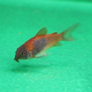 Corydoras ID