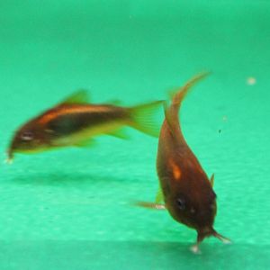 Corydoras cf melanotaenia