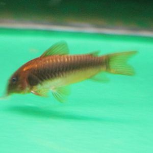 Corydoras cf melanotaenia