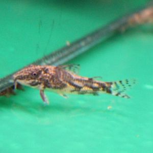 Scleromystax barbatus