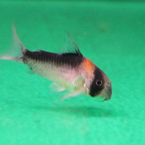 Corydoras adolfoi