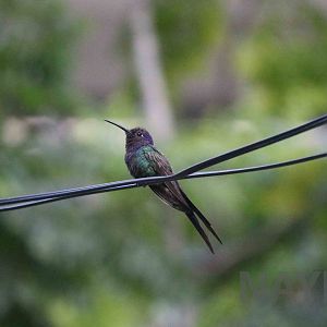 Swallow-tailed hummingbird, April 2016