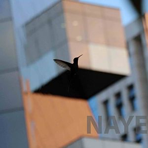 Swallow-tailed hummingbird, April 2016