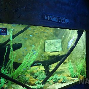 River exhibit, April 2016