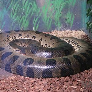 Green anaconda, April 2016