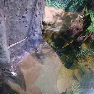 Electric eel pool, April 2016