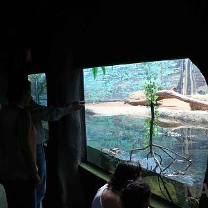Caiman and turtle display, April 2016