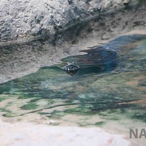 Phrynops sp., April 2016