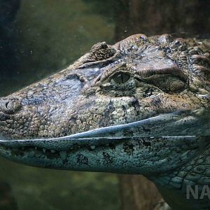 Broad-snouted caiman, April 2016