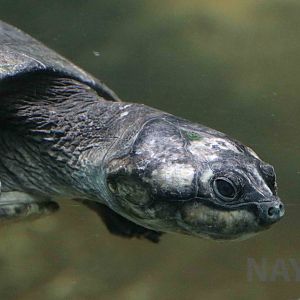 Amazon giant river turtle, April 2016