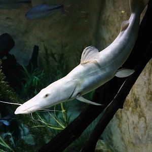 White shovelnose catfish, April 2016