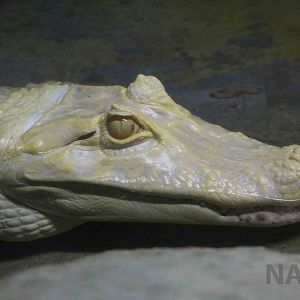 White yacare caiman, April 2016