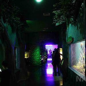 Reptile and fish displays, April 2016