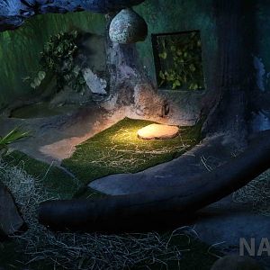 Tortoise enclosure, April 2016