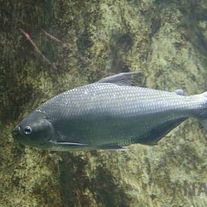 Brycon cephalus, April 2016