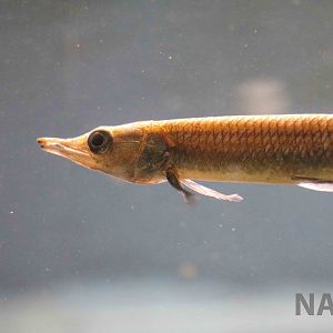 Freshwater barracuda, April 2016