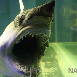 Preserved mako shark, April 2016