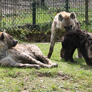 Spotted hyenas